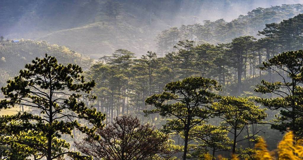 Dalat